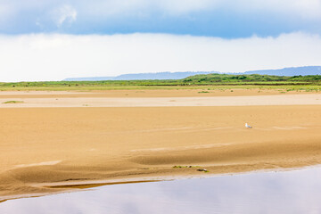 Landscape view at a sand beach with a seagull