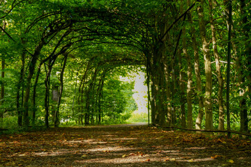 Garden architecture with a planted pergola (treillage), a wrought iron arch surrounded by hornbeams...