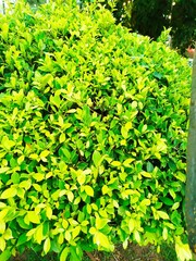 green leaves background