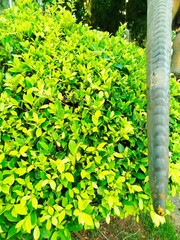 green leaves background