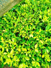 green leaves background