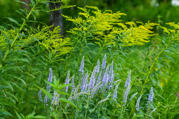 Flowering spiked speedwell (Veronica spicata) and the flowering plant of Solidago (Solidago virgaurea), commonly called goldenrod. Close-up