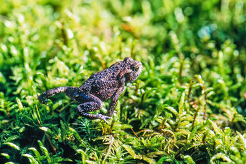 Toad sitting on green moss in the sunshine