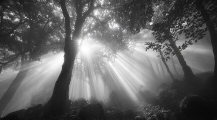 Sunbeams pierce a misty forest (12)
