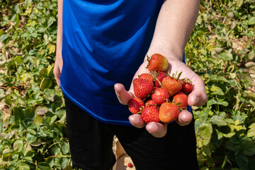 Person holding freshly picked strawberries in hand.
