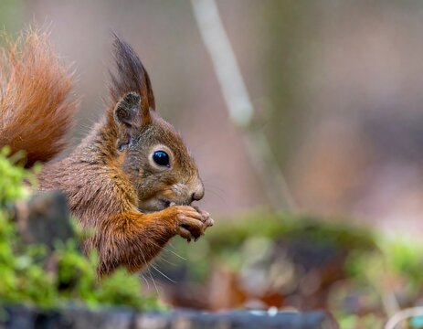 Red squirrel foraging in a forest