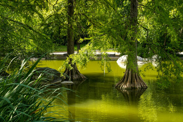 Bald cypresses (Taxodium distichum) in the Mollsee in the Westpark in Munich, Bavaria, Germany. The...