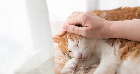かわいい飼い猫を撫でる飼い主　茶トラ白