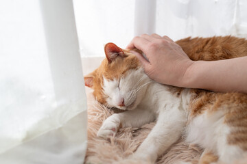 Obraz premium かわいい飼い猫を撫でる飼い主 茶トラ白