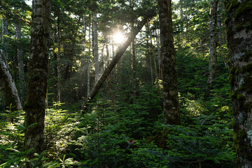 Obraz premium 美しい苔の森を歩く 白駒の池