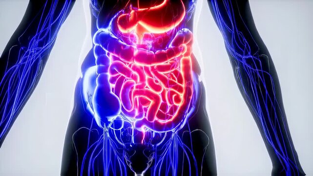 Human Body Internal Organs Anatomy Scan Medical Illustration 3D Animation