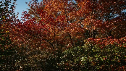 Vibrant autumn foliage in woodland setting with deep red and orange leaves
