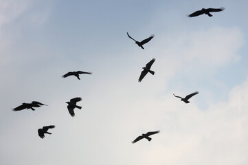 A flock of birds flying in the sky
