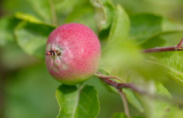 A small red apple is sitting on a leafy branch