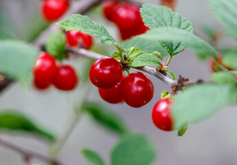 A branch with red berries on it