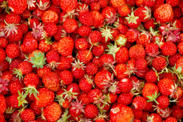 A close up of a bunch of red strawberries