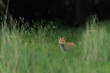 A baby european red fox stands in tall grass. A cute young red fox in the nature habitat. Vulpes vulpes. 