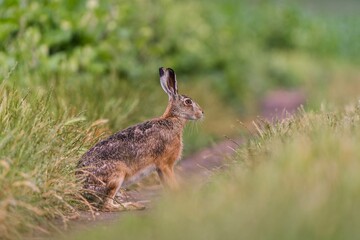 a hare sits on a dirt road. Lepus europaeus. Portrait of a european hare in its nature habitat.