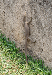A lizard is on a rock