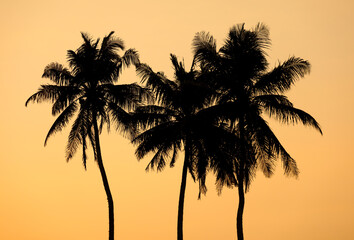 Obraz premium Three palm trees are silhouetted against a sunset sky