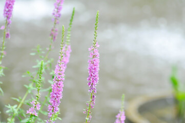 LYTHRACEAE, Lythrum salicaria or Lythrum salicaria L and hybrid or  Purple Loosestrife or  purple...