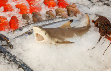 A shark is laying on top of a block of ice