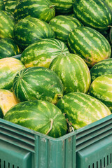Fresh ripe watermelons in a green plastic crate at a market or farm stand. Organic produce harvested in summer. Close-up view, natural light.