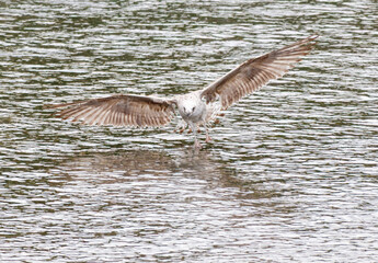 Naklejka premium A seagull bird in flight over water