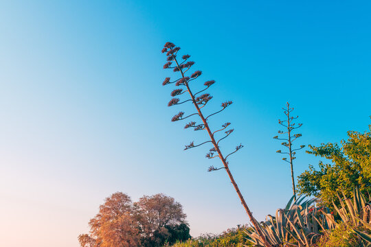 Fototapeta Tall agave plants with blooming flower stalks against a clear blue sky. Sunset lighting on coastal vegetation. Mediterranean flora in summer, vibrant and minimal composition.