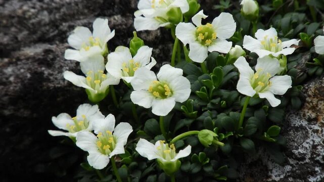 [4K] Diapensia lapponica (Iwaume) Blooming on the Rocky Slopes of Mt. Iwaki 【4K】岩木山の岩場に咲く高山植物 イワウメ（岩梅）の乳黄白色の花風景 撮影日：20250726-1
