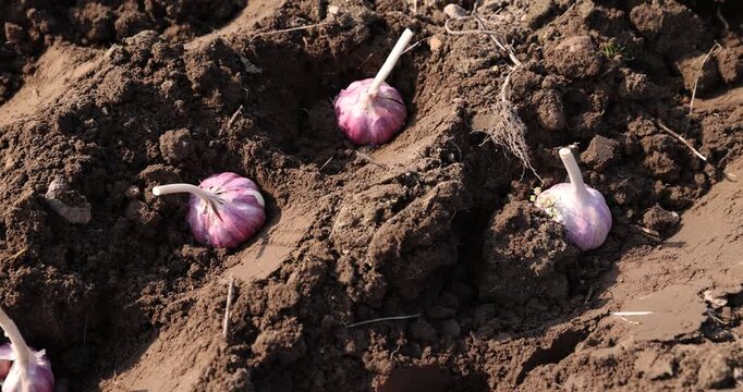 garlic planted in a row in the field during sowing , soil preparation and garlic for planting during farming in the garden in the spring