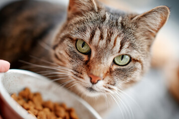 A curious tabby cat with striking green eyes gazes intently at a bowl of kibble held by a hand, showcasing its adorable and hungry demeanor.