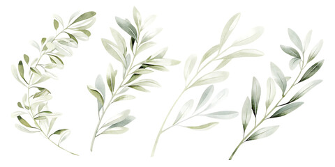 Fototapeta premium Watercolor botanical illustration of olive branches isolated on transparent background