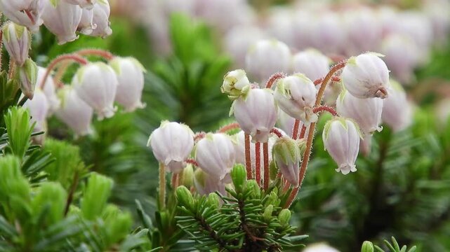 [4K] Aleutian Heather (Phyllodoce aleutica) with Pink Bell-Shaped Flowers on Mt. Iwaki 【4K】岩木山の高山植物 エゾノツガザクラの淡桃色のベル型の花が揺れる風景 撮影日：20250726-1