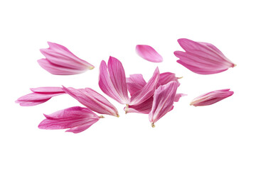 Fototapeta premium Scattered pink flower petals isolated on transparent background. Flying pink petals isolated on white background.