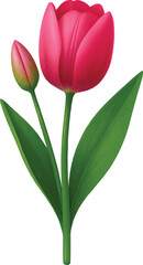 Fototapeta premium Tulip with Bud and Leaf