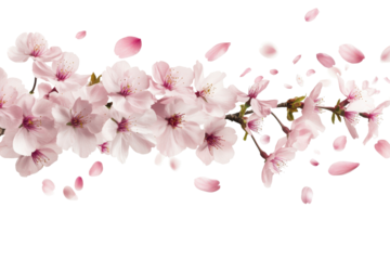 Delicate pink cherry blossom branch with falling petals isolated on transparent background. Flying pink cherry isolated on white background.