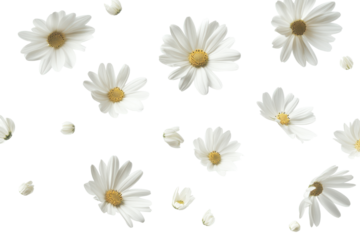 Scattered white daisies with yellow centers isolated on transparent background. Flying white flowers isolated on white background.