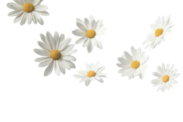 Scattered white daisies with yellow centers isolated on transparent background. Flying white flowers isolated on white background.