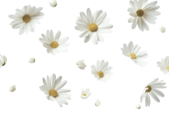Scattered white daisies with yellow centers isolated on transparent background. Flying white flowers isolated on white background.