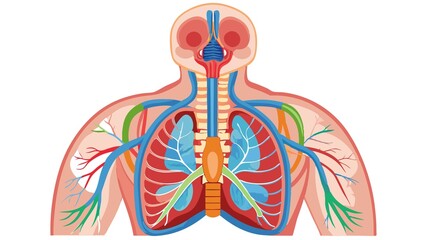 This detailed diagram of the human respiratory system, rendered with precision and clarity, provides both scientific accuracy and visual appeal, making it an ideal resource for students, educators, o
