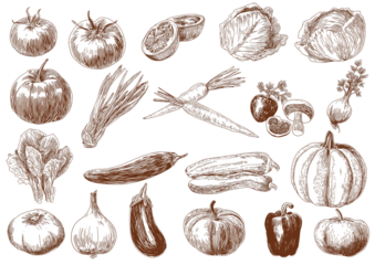 A set of hand-drawn vector drawings featuring vegetables, with detailed illustrations and fine lines on transparent background