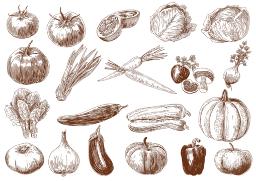 A set of hand-drawn vector drawings featuring vegetables, with detailed illustrations and fine lines on transparent background