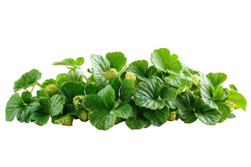 Fototapeta premium Heap of fresh green strawberry leaves with small white flowers isolated on transparent background. Fresh green strawberry foliage isolated on white background.