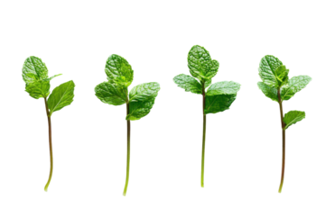 Fresh green mint stems isolated on transparent background. Fresh mint leaves isolated on white background.