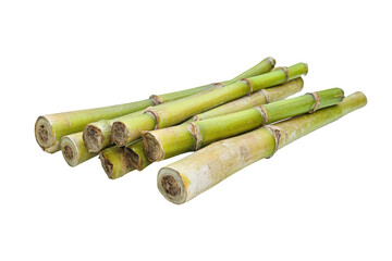 Fresh sugarcane stalks isolated on transparent background. Fresh sugarcane stalks isolated on white background.