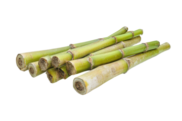 Fresh sugarcane stalks isolated on transparent background. Fresh sugarcane stalks isolated on white background.
