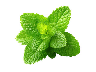 Fresh green mint leaves isolated on black background, Isolated On White Background, Png Transparent