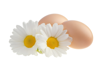 Two delicate white daisies with brown eggs isolated on transparent background.