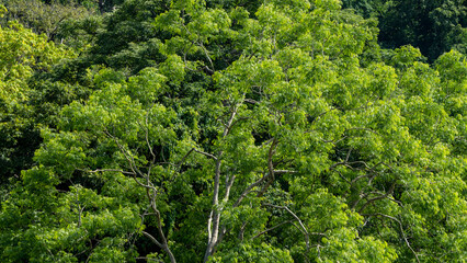 Beautiful sub-tropical green forest with evergreen tree close up shot